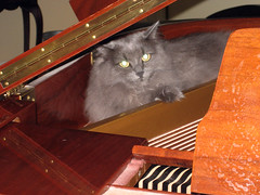 vasha in the piano