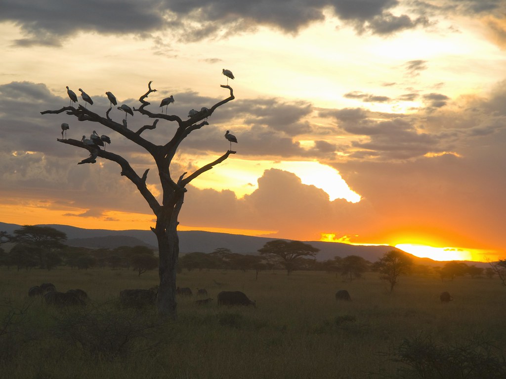 Dia quinto - 8 de mayo - Sentir el Serengeti - En busca de la gran migración (13)
