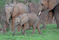 Young Elephant, Murchison Falls NP, Uganda