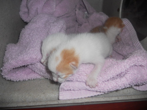 orange and white kitten. There are 2 orange and white