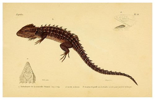 015-Erpétologie générale ou Histoire naturelle complète des reptiles 1834