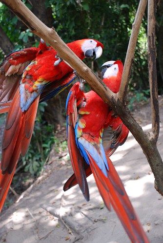 scarlet macaws