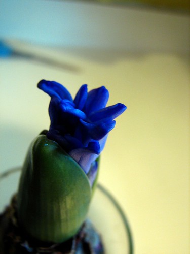 Hyacinths (Bulb project from Notsocrafty.com)