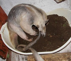 Stewie digs in the dirt