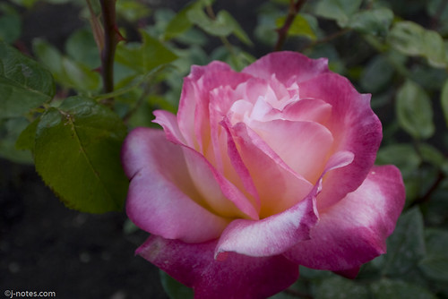Marcom Rose Garden 08