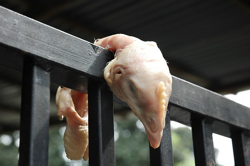 Chicken head