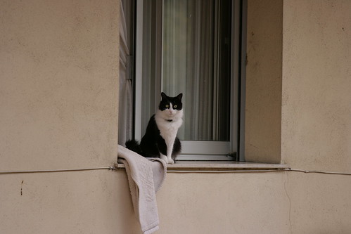 窗台上的貓