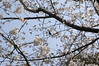 メジロと桜, 熊本城