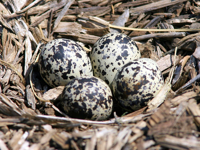 Killdeer Eggs 20090512