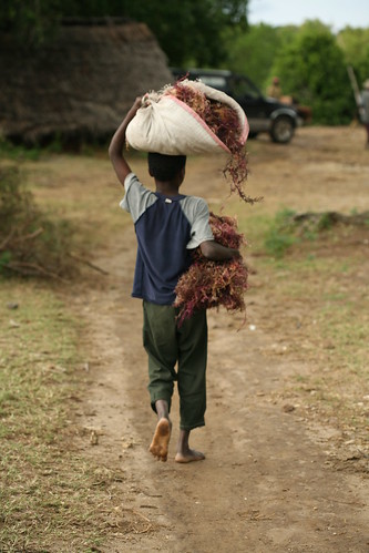 boy carrying dried seaweed