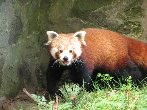 smiling red panda