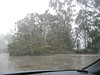 Downed Tree on 280 takes slows freeway
