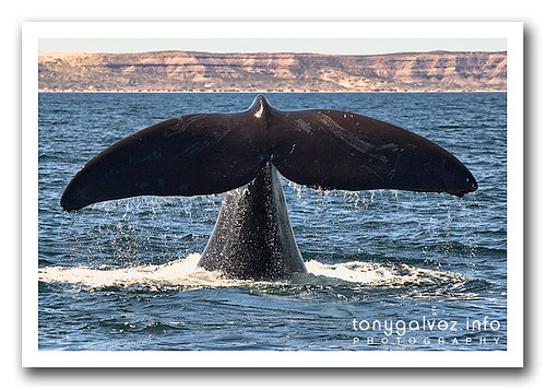Southern Right Whale, Península Valdés