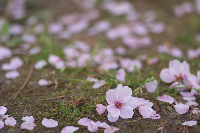 仙台の桜：Cherry blossoms in Sendai