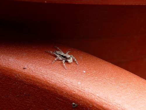 Unidentified Gray Jumping Spider