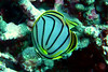 Meyer's Butterflyfish