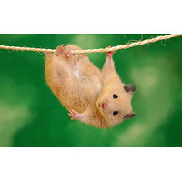 画像link 哺乳類 小動物 ハムスター かわいい キュート ネズミ目 画像 写真 壁紙検索 がーなび３ 動物 生き物編