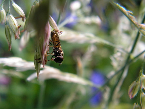 hoverfly2