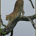 Lower Sabie Leopard