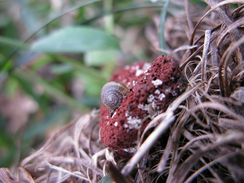 Red Rock Snail