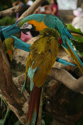 Macaws at Jurong