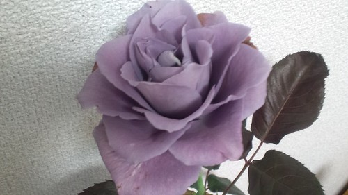 blue rose APPLAUSE
