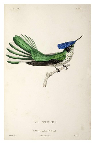 030-Les Trochilidées ou les Colibris et les Oiseaux-Mouches… 1832- René Primevère Lesson- DGZ–Göttinger Digitalisierungszentrum
