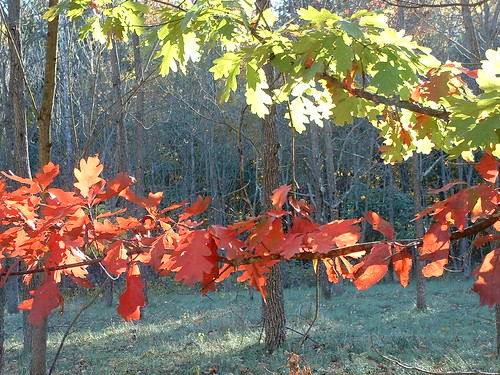 Red and green Oak Leaves