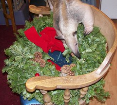 Stewie checks out the wreath
