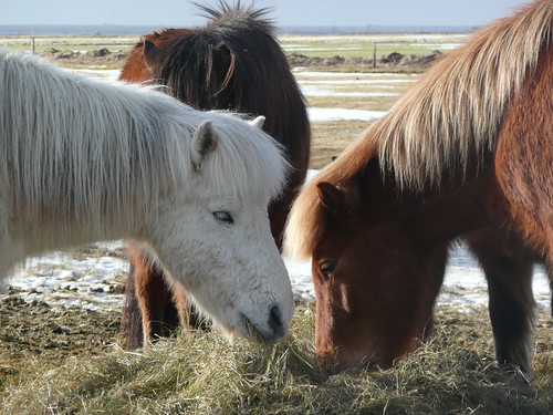 A group of Icelandic Horses eating hay outdoors in the winter; a white horse in front looking at the camera, a chestnut to the right, and a bay in the background.