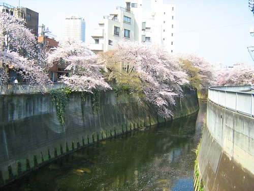 Cherry Blossoms Over Kanta River 2
