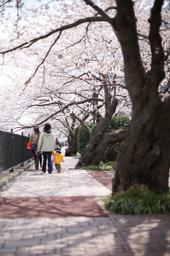 Cherry blossoms #1
