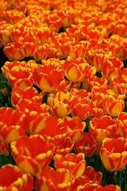 topkapi  - tulips
