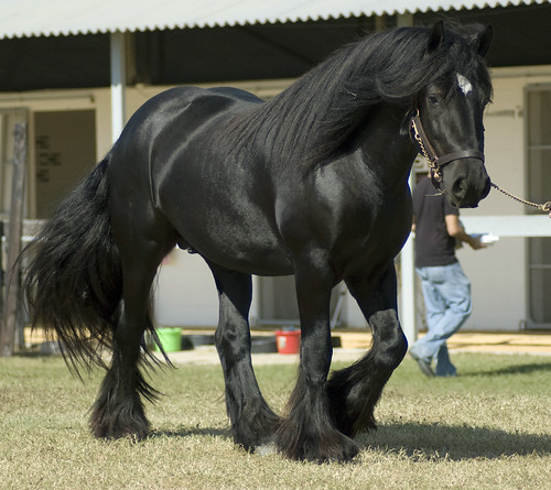 gypsy vanner horses for sale in texas. Gypsy Vanner Horse For