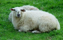 De los champiñones a las ovejas