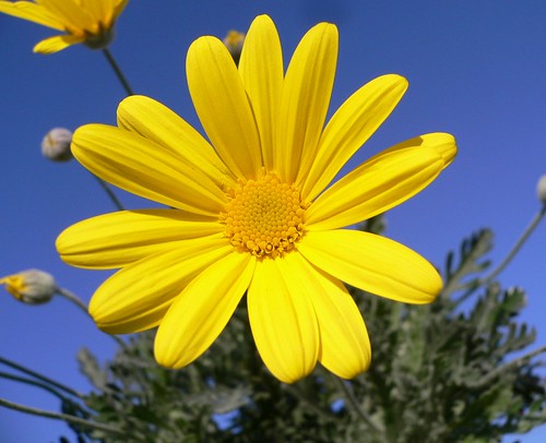 Shining Yellow Daisy (Euryops) by Luigi FDV.