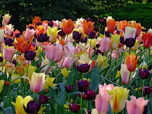 Missouri Botanical ("Shaw's") Garden, in Saint Louis, Missouri, USA - tulips 6
