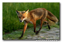 Momma Fox On The Move (Mother's Day 2008)