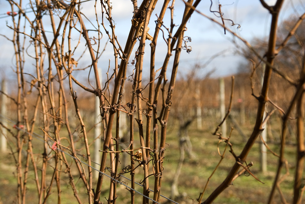 winter vinyard vines