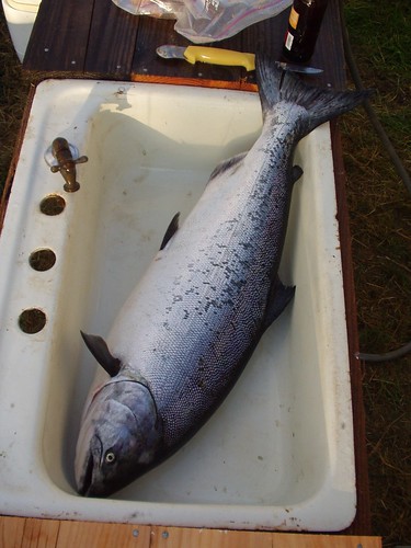 King Salmon, August 06