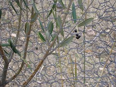 olive with fruit