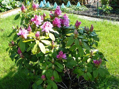 Rhododendron 2008 (02)