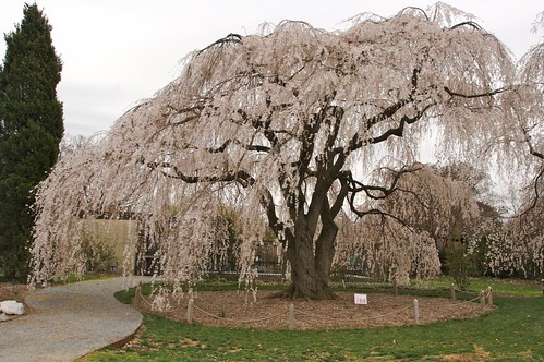 cherry blossom trees pictures. weeping cherry blossom tree
