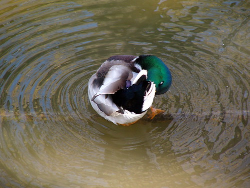 A zen duck. A round duck. A brush-stroke duck.