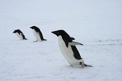 Antarctica: Penguin Hunting