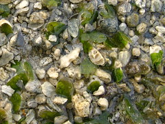 Spoon Seagrass (Halophila ovalis)