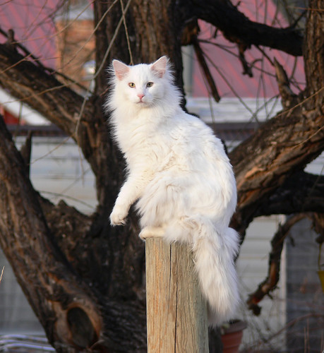 pretty and beautiful cute white cat