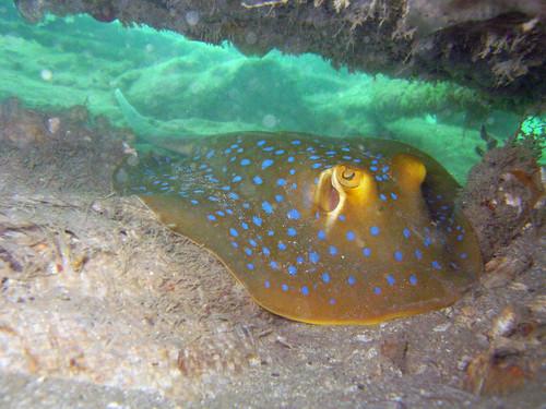 Blue spotted fantail ray