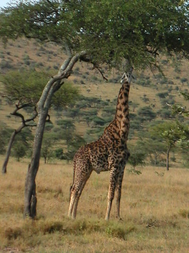 Tanzanie - Serengeti0093