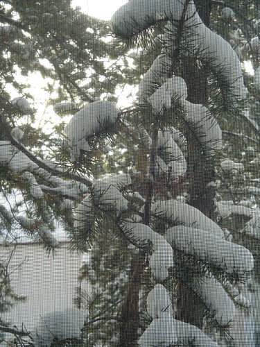 snow tree through screen